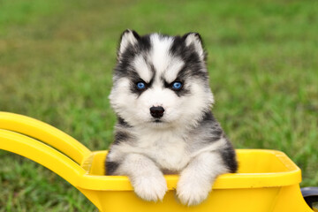 Siberian Husky puppy on a green lawn in spring in a yellow toy garden wheelbarrow