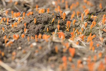 Caterpillar fungus in Alaska