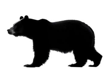 black silhouette of a bear walking isolated png transparent cutout