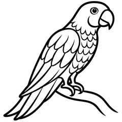 parrot on a white background
