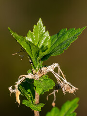 Close up of new growth leaves of hardy hibiscus