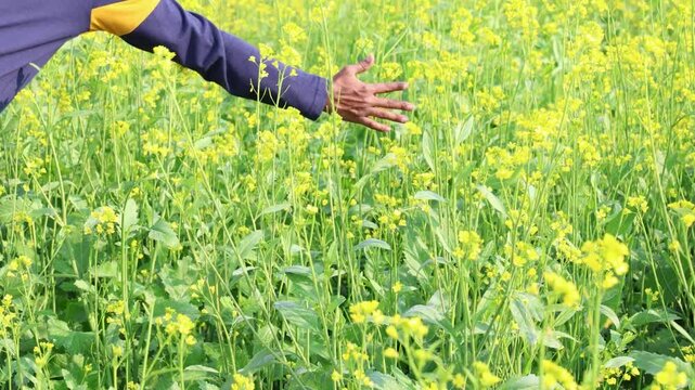 man hand touching mustard yellow flowers farm fields at day