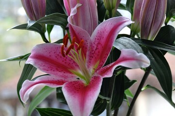 Lilie in pink © Jutta Adam