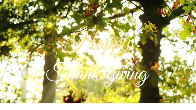 Happy Thanksgiving animation with sunlight filtering through autumn leaves in forest