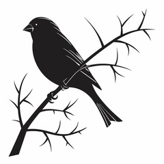 finch sihouette black vector 