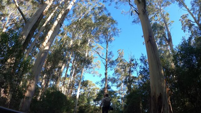 A traveling swagman looks up at huge mountain gum trees in the Australian bush.