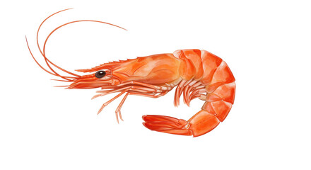 Isolated Cooked Shrimp