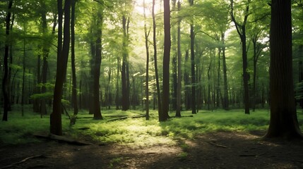 Obraz premium Sunlit Forest Path Among Tall Trees And Lush Undergrowth