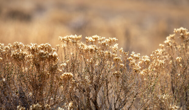 Wild West dry steppa plants in Wyoming