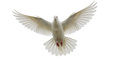 Isolated White Dove in Flight