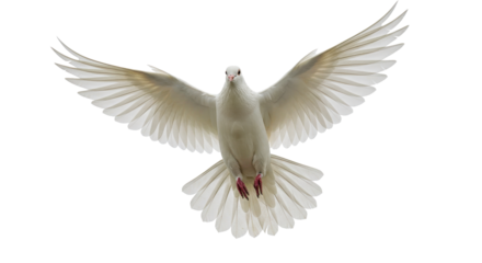 Isolated White Dove in Flight