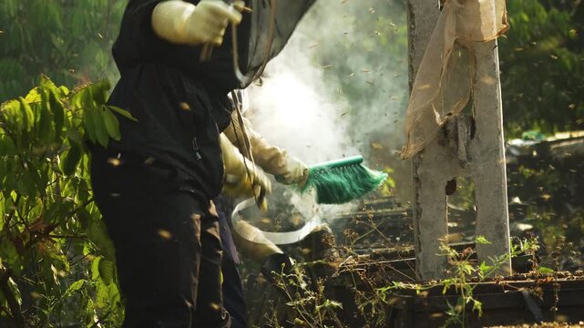 Beekeeper cleaning the frames with bean smoke fumigator to calm the bees.