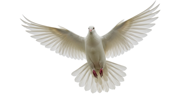 Isolated White Dove in Flight