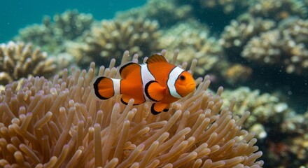 Vibrant clownfish nestled in anemone in a coral reef, underwater habitat