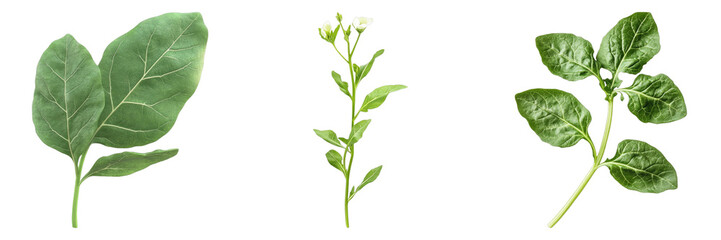 Obraz premium Arugula isolated on transparent background. PNG ,Set of