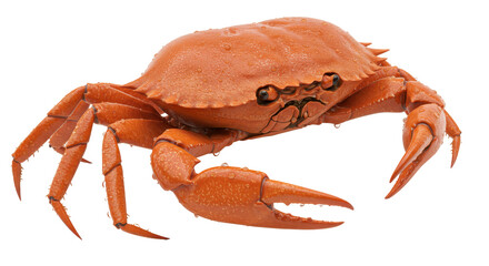 Isolated Boiled Crab with Water Drops