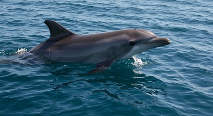 Naklejka premium Elegant dolphin surfaces in tranquil ocean, showcasing grace and intelligence