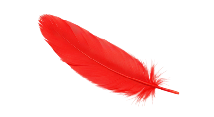 Isolated Red Feather