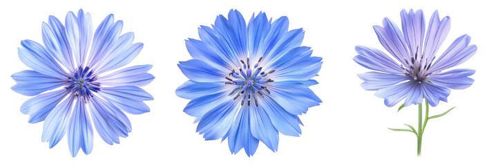 Chicory isolated on transparent background. PNG ,Set of