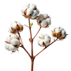 cotton buds on white background