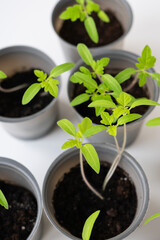 Young tomato plants in small gray pots, showing early growth stages, healthy green leaves and stems