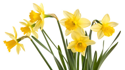 Obraz premium daffodil flower isolated on white background PNG. AI GENERATED