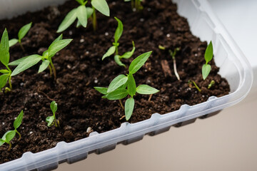 Young pepper plants sprout in a seedling tray filled with dark soil, showcasing early growth stages of home gardening