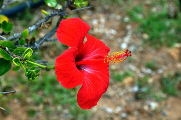 Roter Hibiskus © Jutta Adam
