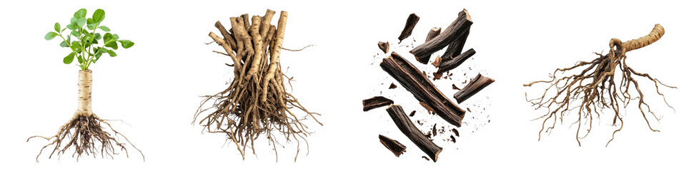 Obraz premium Liquor ice roots isolated on transparent background. PNG ,Set of