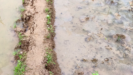 Muddy dirt road in rice fields with small plants
