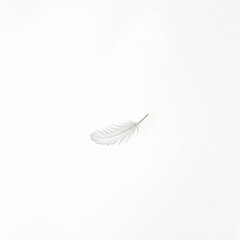 Echo of Silence – Single Feather Suspended in White Space