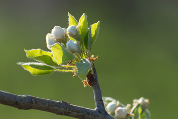 Apple tree blossoming in spring in an orchard. White flower buds with young petals and leaves on a fruit tree branch.