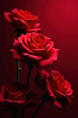 Deep crimson rose blooms against a rich red backdrop, botanical, red tones