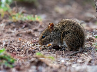 A cute Nile rat or Nile grass rat (Arvicanthis niloticus) photographed in the Ngorongoro Crater.