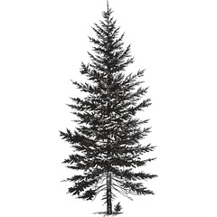 Detailed Black Silhouette of a Pine Tree