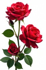 Naklejka premium Vibrant red roses in full bloom, isolated on pure white background, nature, stock photo