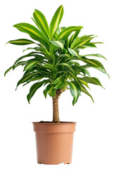 PNG Dracaena plant houseplant leaves.