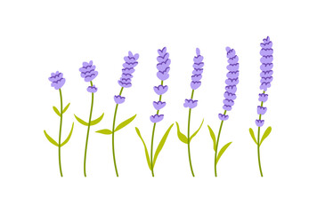 Set of lavender flowers. Vector flat botanical illustration © Felizabeth