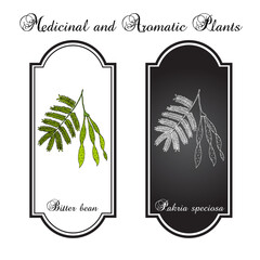 Bitter bean, or twisted cluster bean (Parkia speciosa), edible and medicinal plant