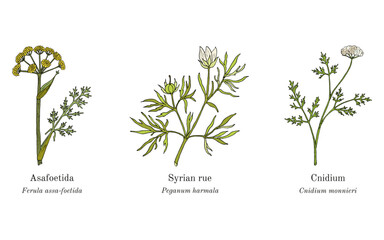 Collection of edible and medicinal plants