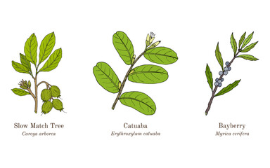 Collection of edible and medicinal plants