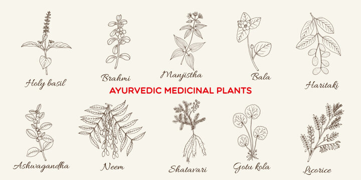 Collection of edible and medicinal plants