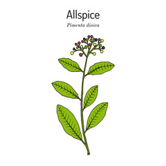 Allspice, or Jamaica pepper, Pimenta dioica, edible and medicinal plant. Hand drawn vector illustration