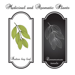 Indian bay leaf, or tejpat (Cinnamomum tamala), edible and medicinal plant. Hand drawn vector illustration