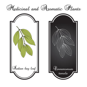 Indian bay leaf, or tejpat (Cinnamomum tamala), edible and medicinal plant. Hand drawn vector illustration