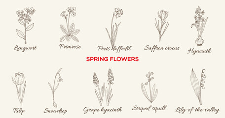 Spring flowers collection. Hand drawn vector illustration