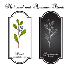 Dwarf dangleberry or Confederate huckleberry (Gaylussacia nana), edible and medicinal plant. Hand drawn vector illustration