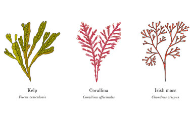 Collection of edible and medicinal plants