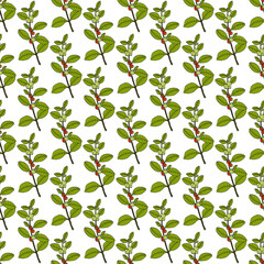 Seamless pattern with hand drawn Ashwagandha, or Indian ginseng (Withania somnifera), medicinal plant