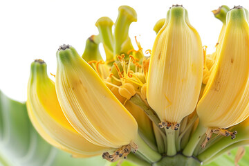 bananas on white background